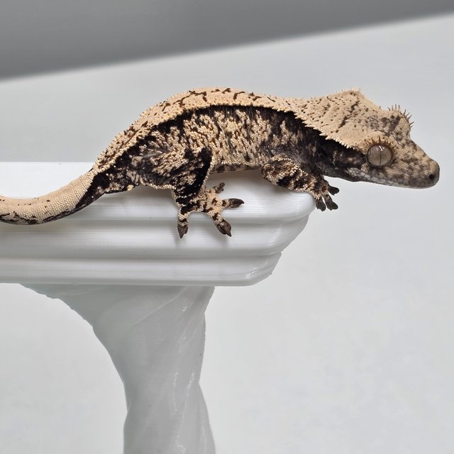 노멀 화이트스팟