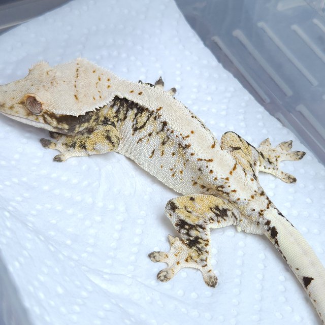 노멀 화이트 트라이