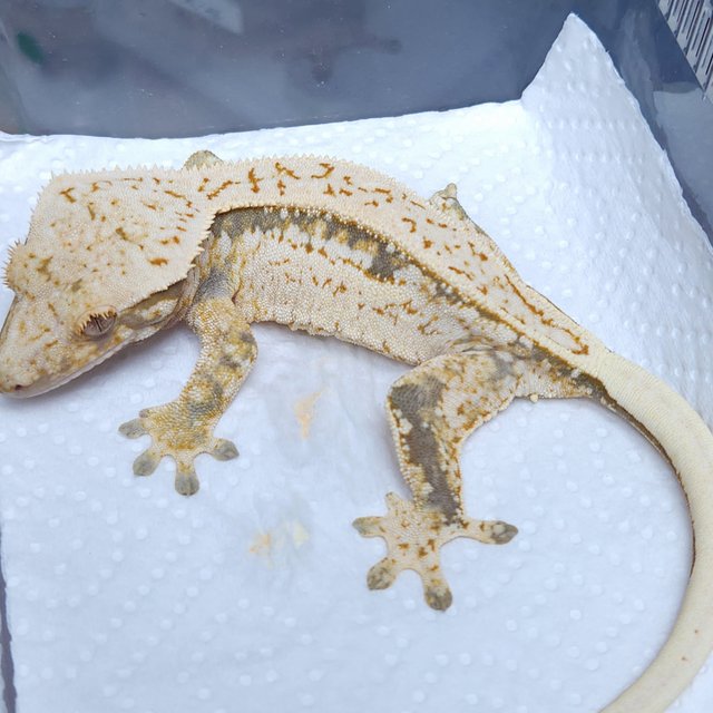 노멀 쿼드 풀핀 드리피