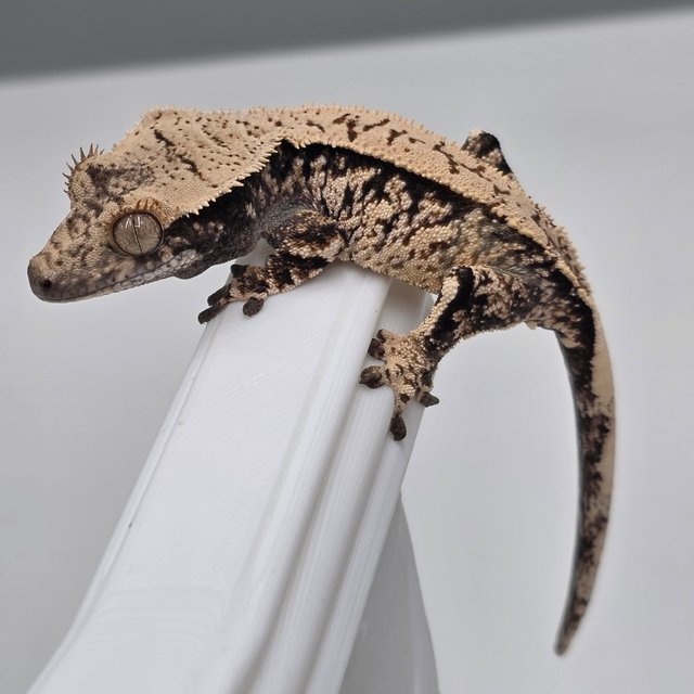 노멀 화이트스팟