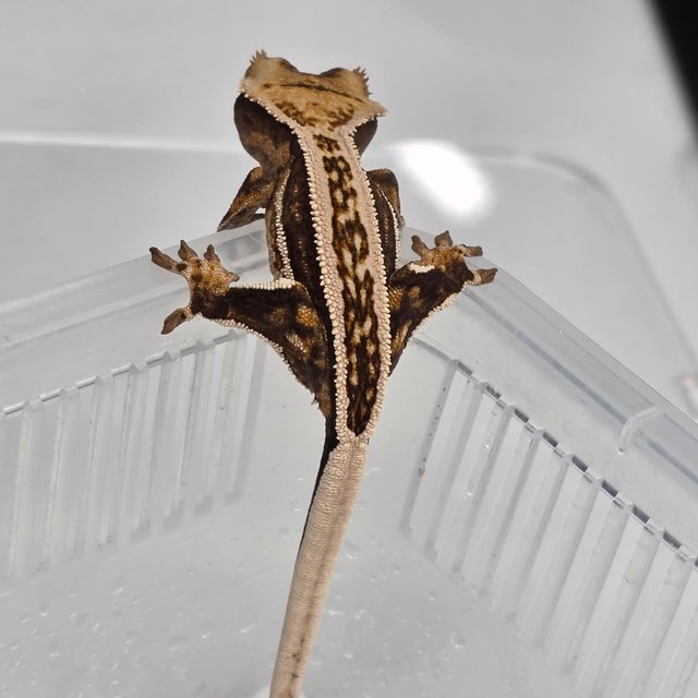 노멀 슈퍼스트라이프 풀핀 핀스트라이프