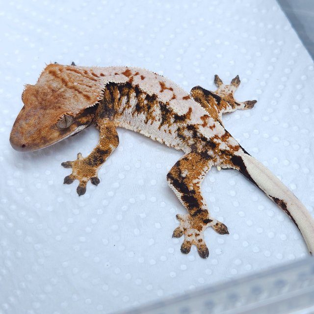 노멀 텐저린 트라이