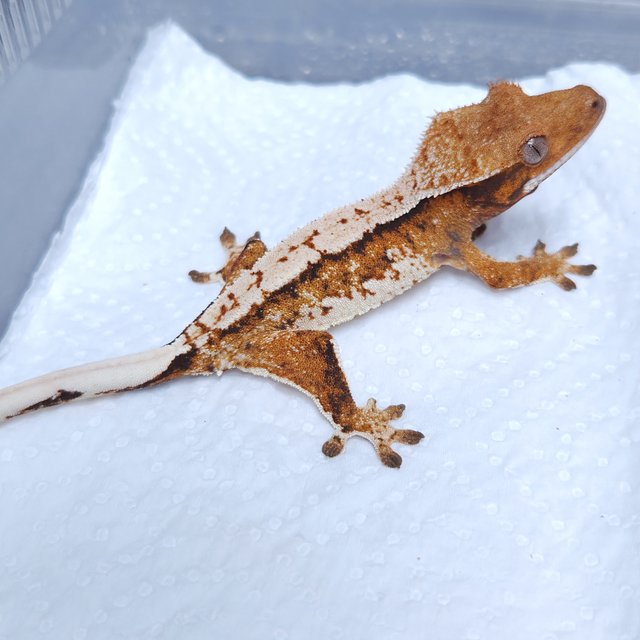 트라이 노멀 화이트스팟 텐저린