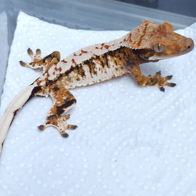 노멀 텐저린 트라이