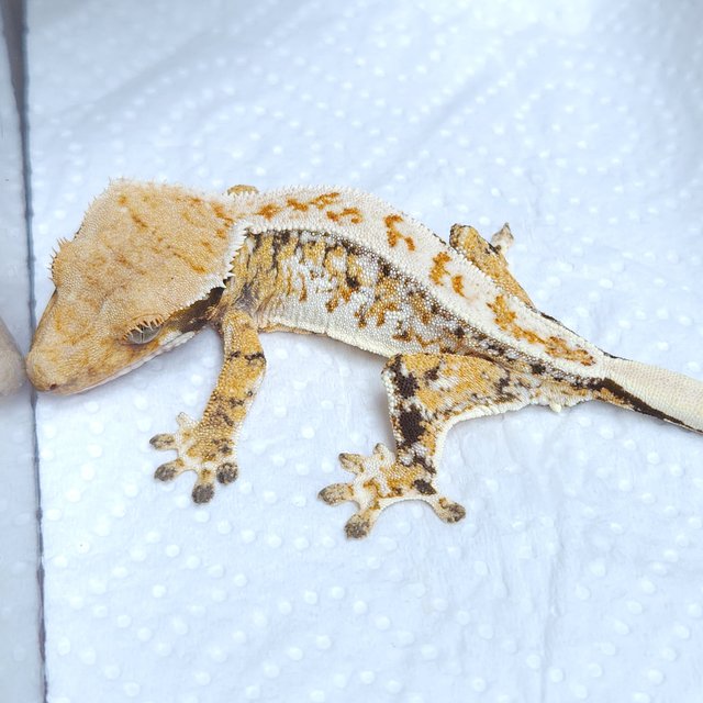 노멀 트라이 드리피 화이트스팟 텐저린 화이트