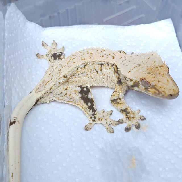 노멀 쿼드 풀핀 드리피