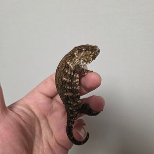 GT 트로거 헷 멜라니스틱