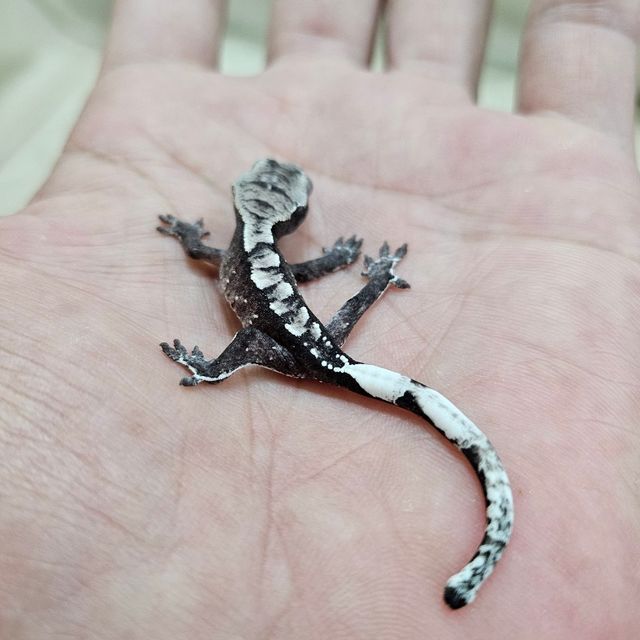 아잔틱