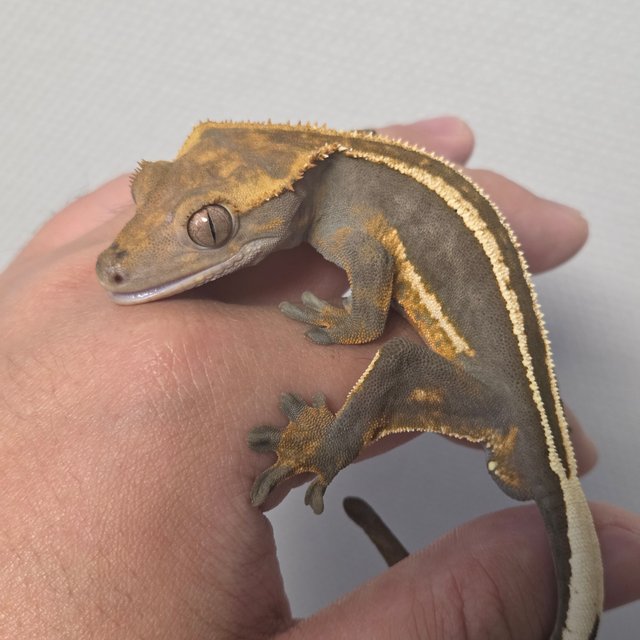 엠티백 슈퍼스트라이프