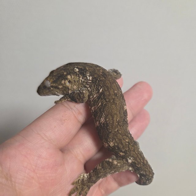 GT 트로거 헷 멜라니스틱