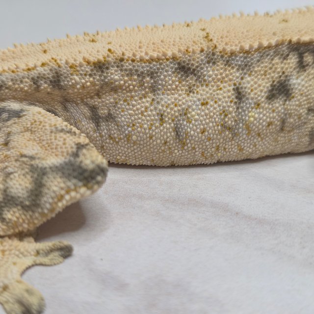 드리피 화이트스팟