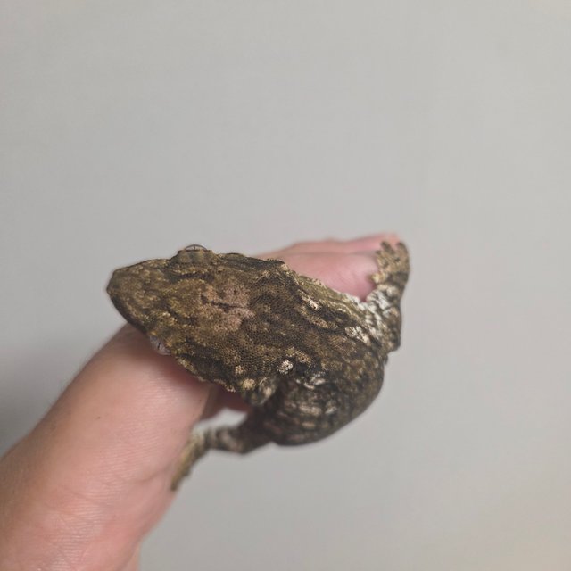 GT 트로거 헷 멜라니스틱