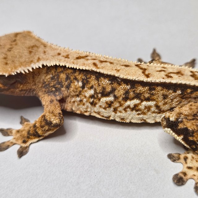 노멀 풀핀 쿼드