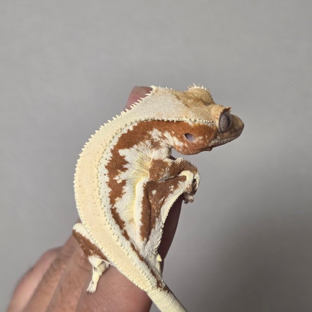 레드 릴리화이트