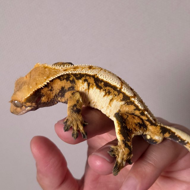 트라이 익스트림할리퀸