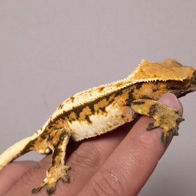 트라이 익스트림할리퀸