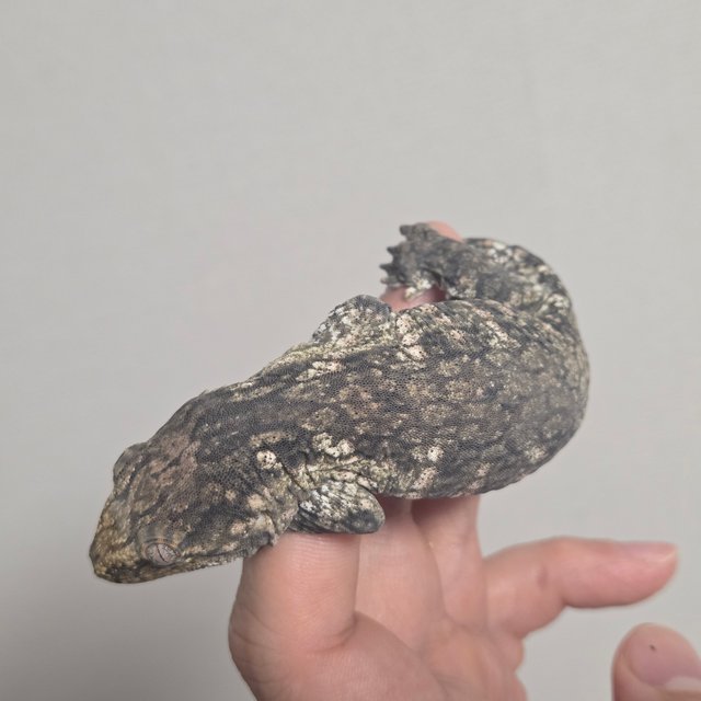 헷 멜라니스틱 트로거 GT