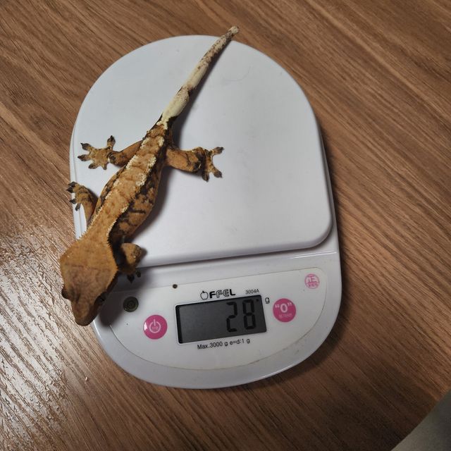 익스트림할리퀸 트라이 텐저린