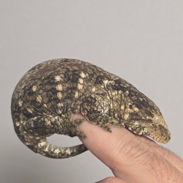 GT 코기스 트로거