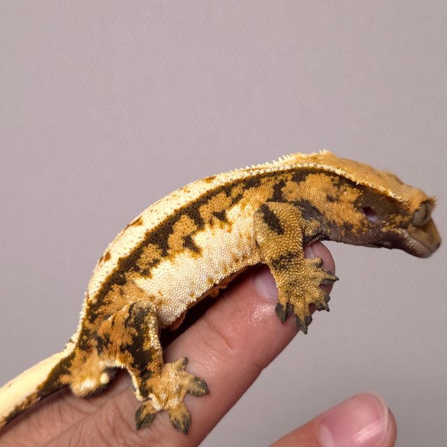 트라이 익스트림할리퀸