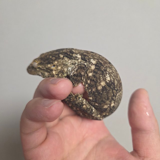 GT 코기스 트로거