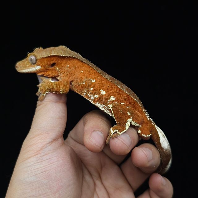 레드 바이