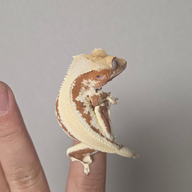 레드 릴리화이트