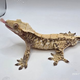 트라이 화이트스팟