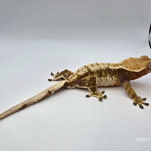 트라이 레드 드리피