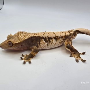 트라이 익스트림할리퀸