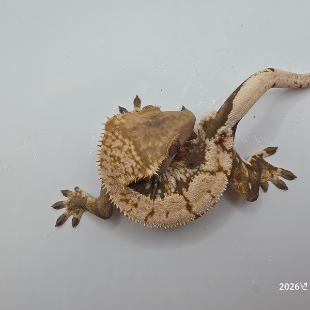 트라이 익스트림할리퀸