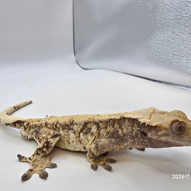 트라이 화이트스팟