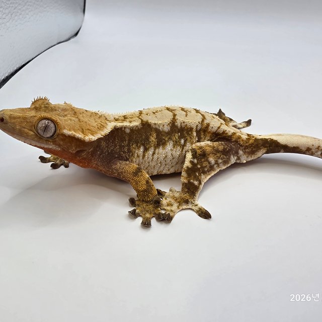 트라이 레드 드리피