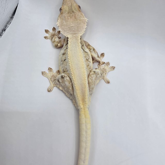 릴리화이트 솔리드백