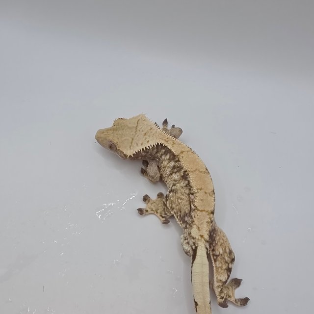 트라이 화이트스팟