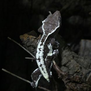두알