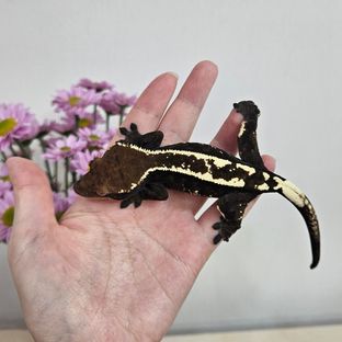 가넷