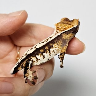 노멀 트라이 익스트림할리퀸