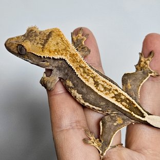 노멀 엠티백 쿼드 핀스트라이프