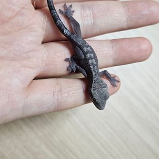 루왁