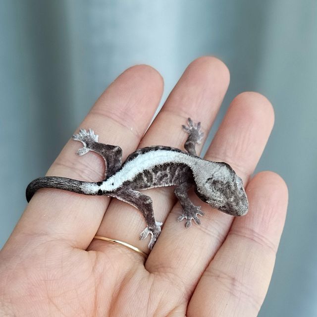 루왁 릴리