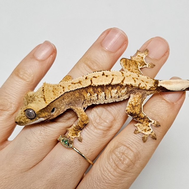 노멀 트라이 익스트림할리퀸 드리피