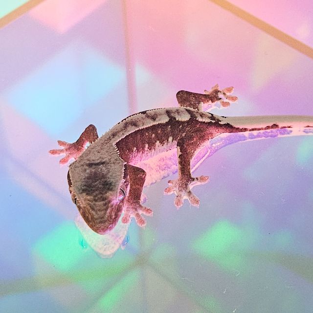 릴잔틱