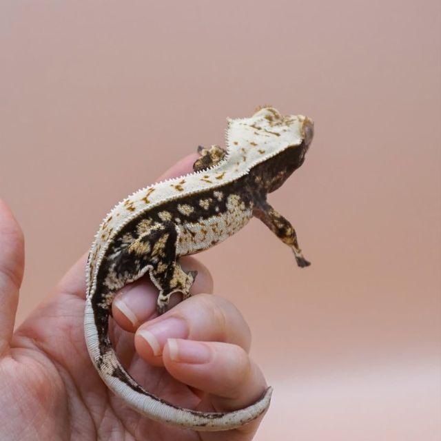 노멀 트라이 익스트림할리퀸 쿼드 풀핀 핀스트라이프