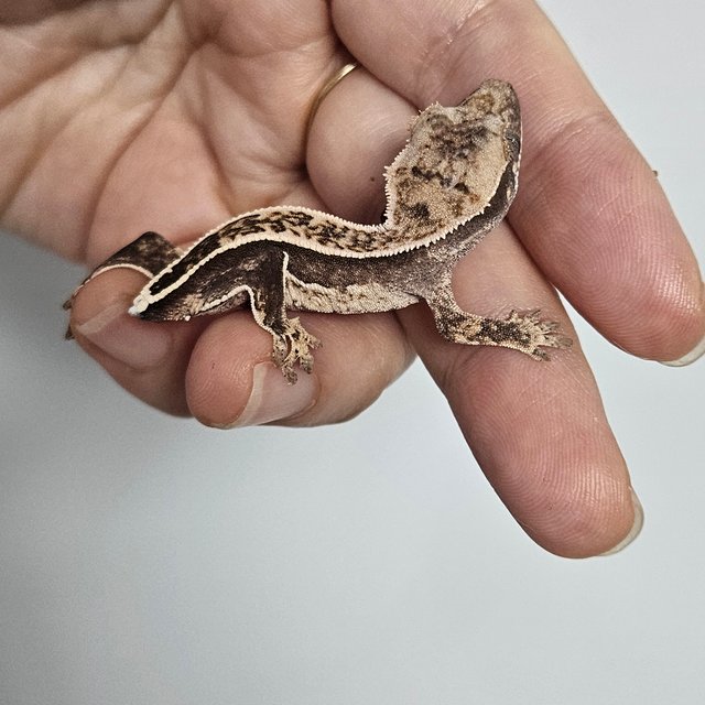 엠티백 핀스트라이프 쿼드 풀핀