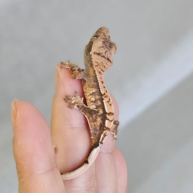 노멀 트라이 익스트림할리퀸