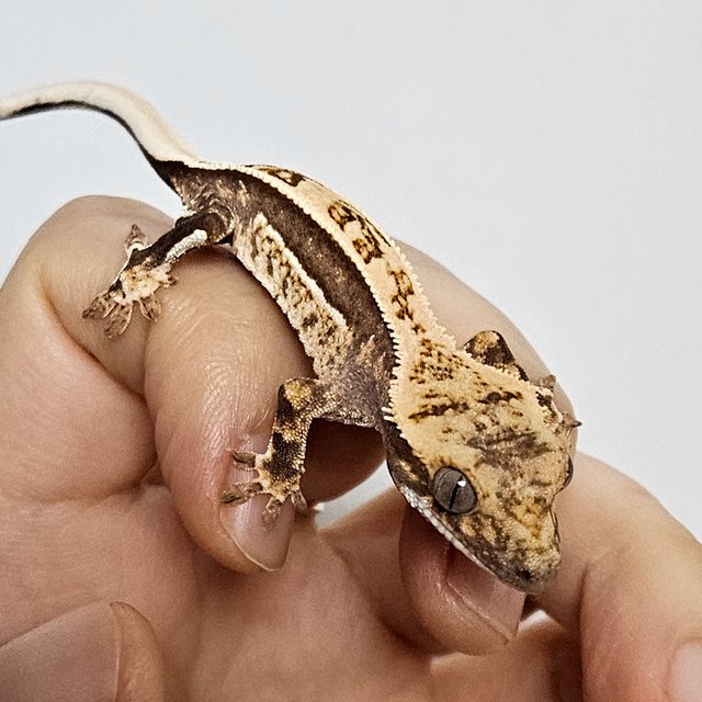 엠티백 쿼드 핀스트라이프 화이트핀