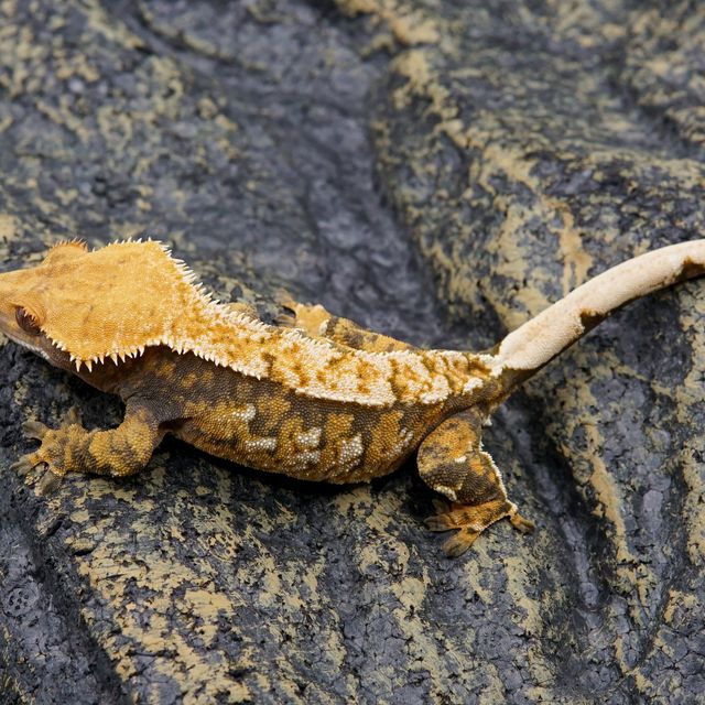 노멀 트라이 익스트림할리퀸