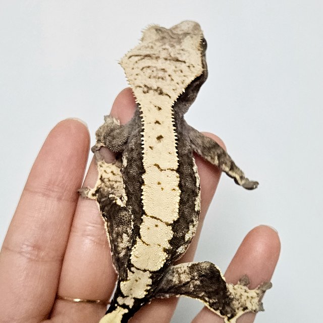 100%헷아잔틱 쿼드