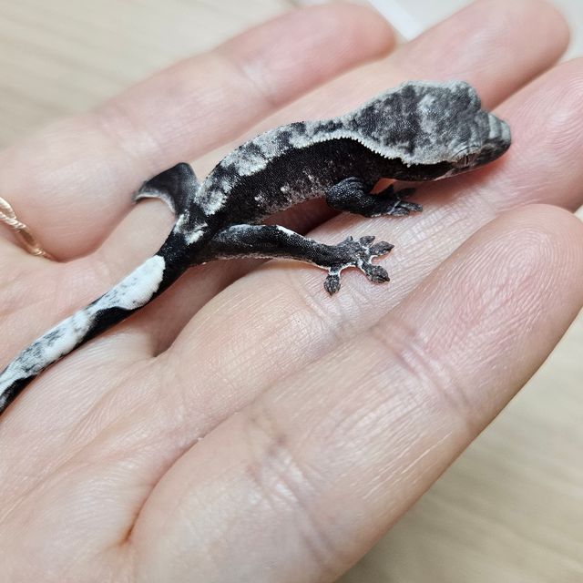 아잔틱